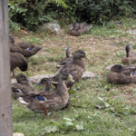 Thumbnail of related posts 093